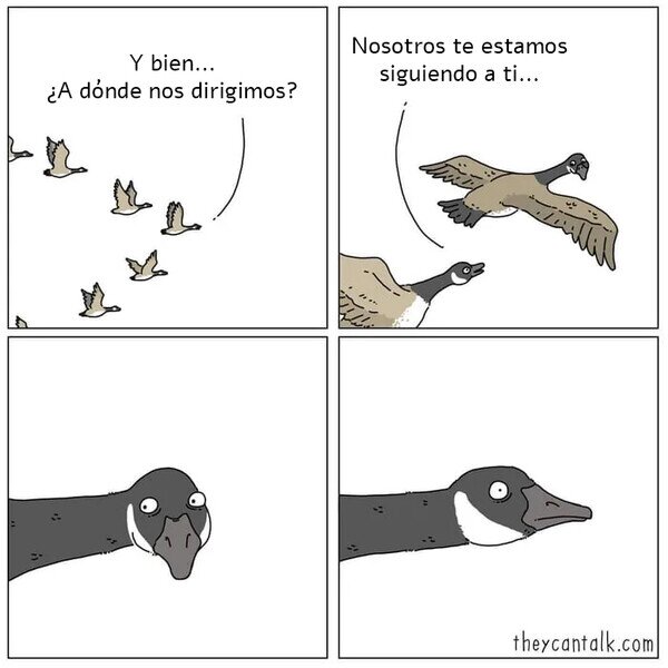 pájaros,aves,seguir,volar