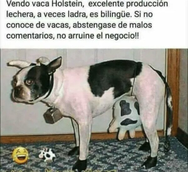 Meme_otros - Si no sabe de vacas, absténgase