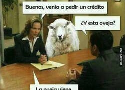 Enlace a El aval de la oveja