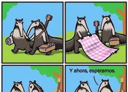 Enlace a El picnic de los osos hormigueros