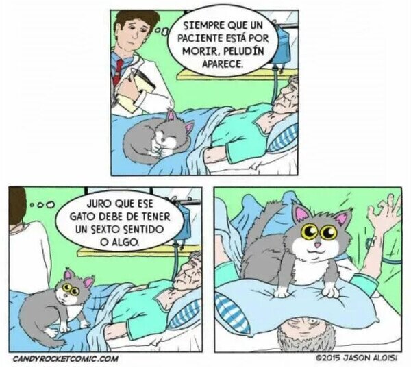 Otros - El gato asesino