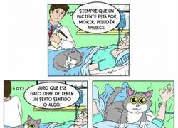 Enlace a El gato asesino