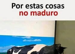 Enlace a El Gato-Vaca