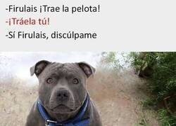 Enlace a Le temo al Firulais