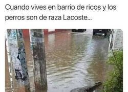 Enlace a Cuando diluvia en un barrio rico