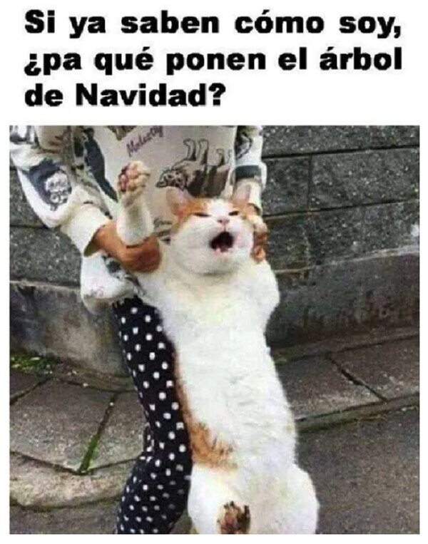 Otros - Gatos en Navidad