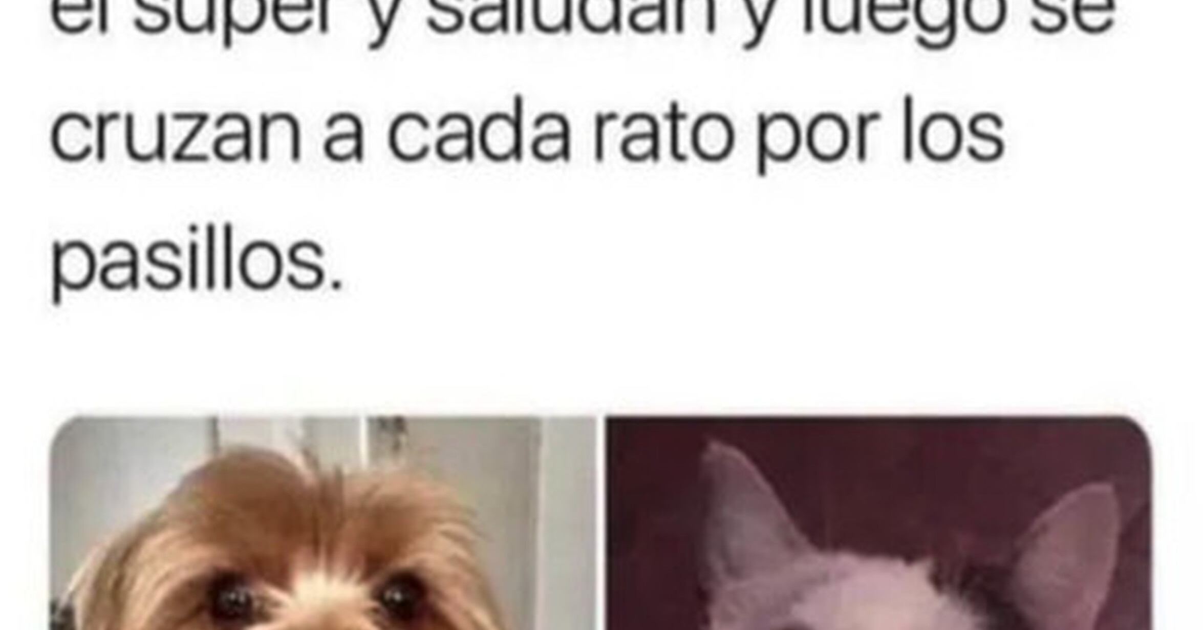 Cuánto cabrón / Encuentros incómodos