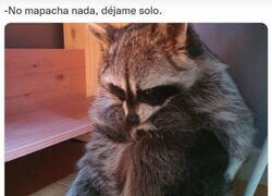 Enlace a El mapache enfadado