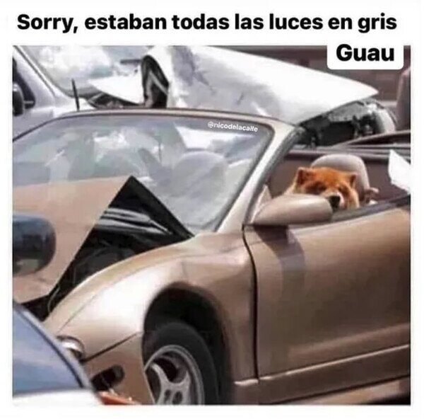 Meme_otros - El perro conductor