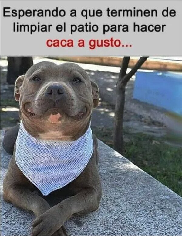 Meme_otros - Me están preparando el patio