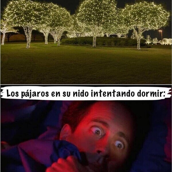 luces,árbol,navidad,pájaros,dormir