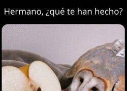 Enlace a ¡Noooooooooo!