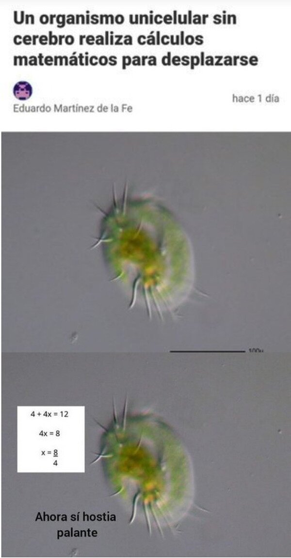 Meme_otros - El organismo matemático