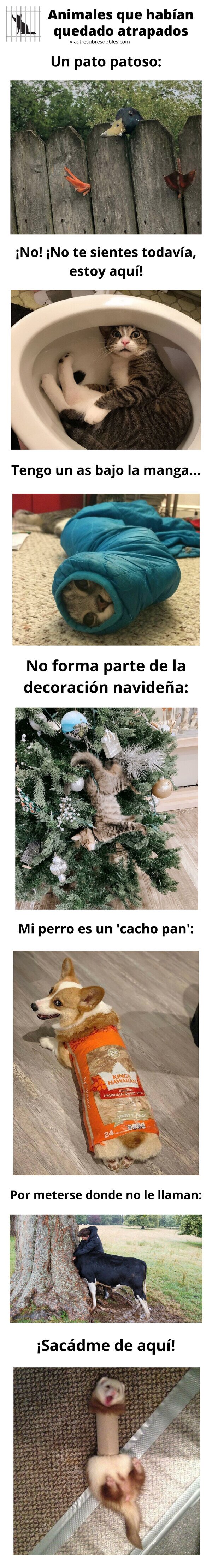 Meme_otros - Animales que habían quedado atrapados
