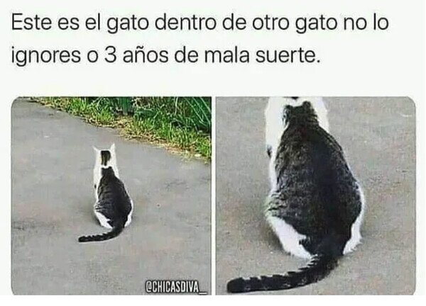 Otros - Gato dentro de gato