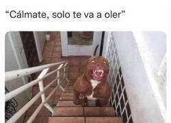 Enlace a Es un pequeño inofensivo