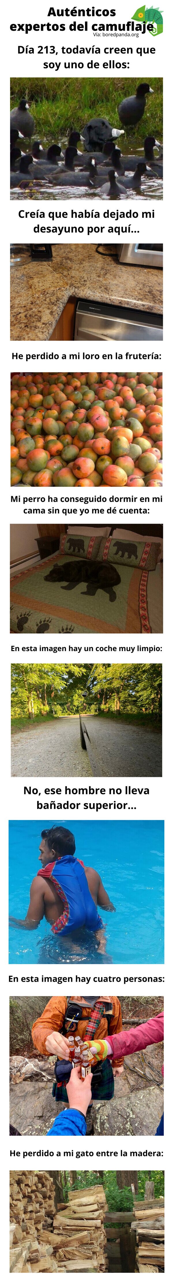 Meme_otros - Auténticos expertos del camuflaje