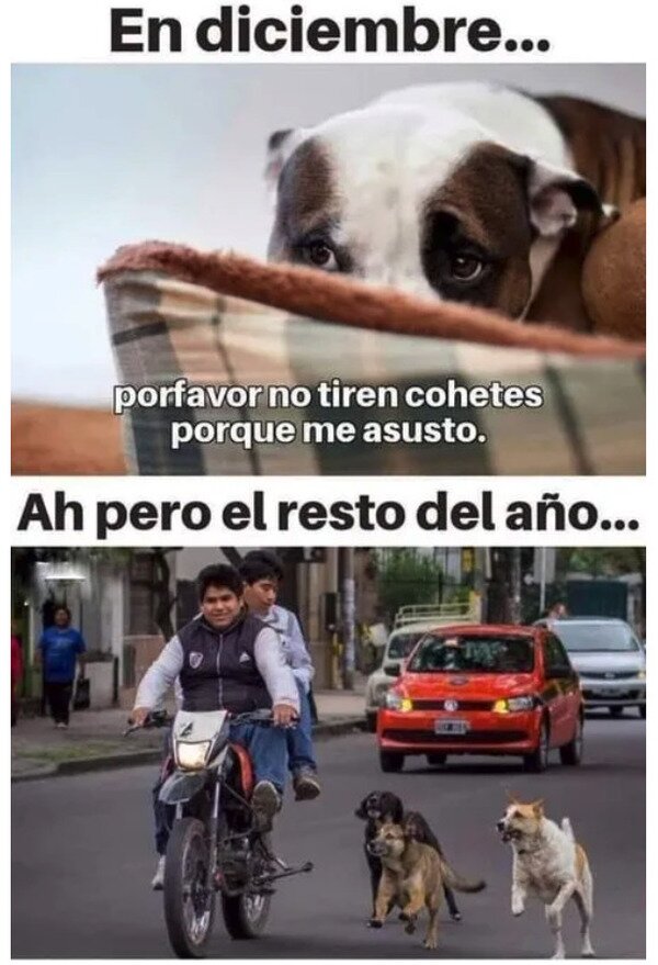 Meme_otros - Haberlo pensado antes, chucho