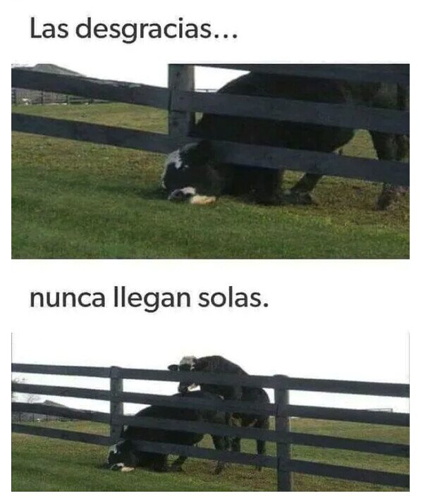 Otros - Mal día para pastar