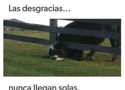 Enlace a Mal día para pastar