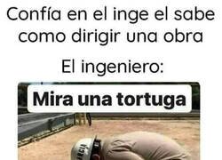 Enlace a Tortuguita...