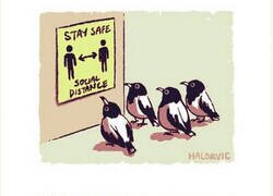 Enlace a Las aves ya han aprendido la lección