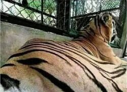 Enlace a Toca las bolas de la suerte para tener un buen año