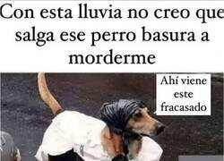 Enlace a El perro que siempre la toma conmigo