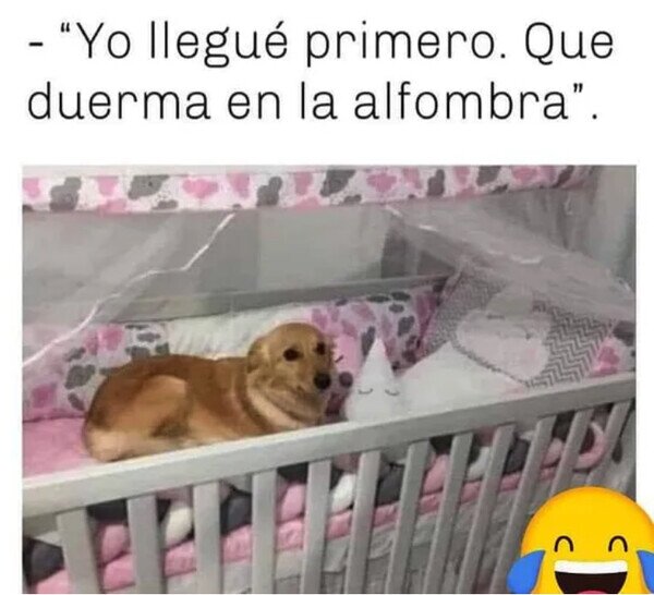 Meme_otros - El perro o el niño