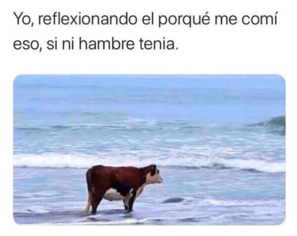 Meme_otros - Soy una vaca sin rumbo