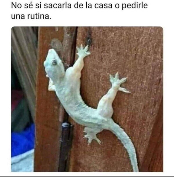 Meme_otros - La lagartija mamadísima