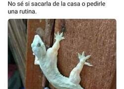 Enlace a La lagartija mamadísima