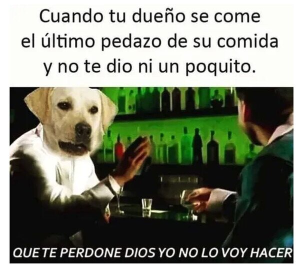 Otros - Perro rencoroso