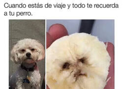 Enlace a ¿Qué estará haciendo ahora mi Firulais?