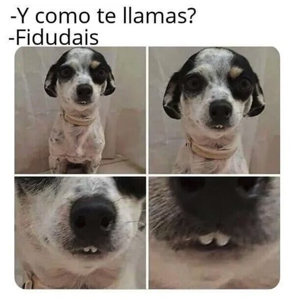 Meme_otros - El perro que fefea
