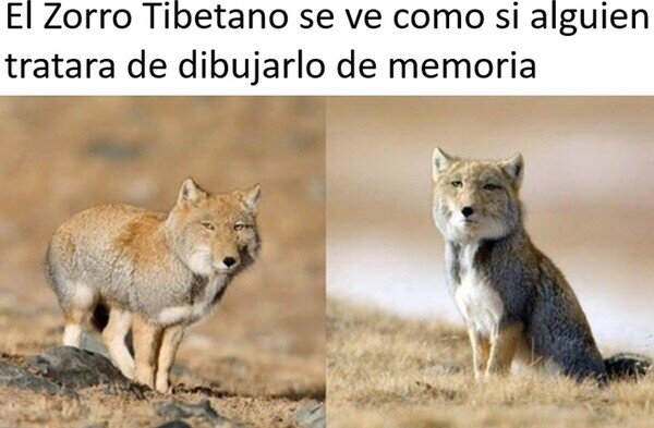 Meme_otros - Mi nuevo animal favorito