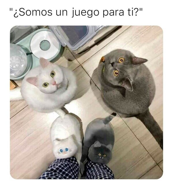 Meme_otros - ¿Nos vas a convertir en zapatillas?