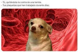 Enlace a ¿Para esto tanto trabajo?