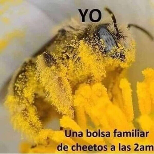 Meme_otros - Toda pa' mi