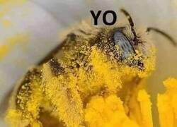 Enlace a Toda pa' mi