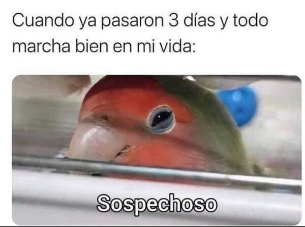 Meme_otros - Algo tiene que salir mal...