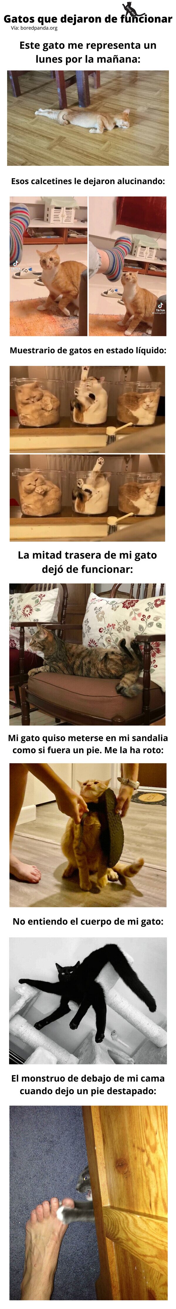 Meme_otros - Gatos que dejaron de funcionar
