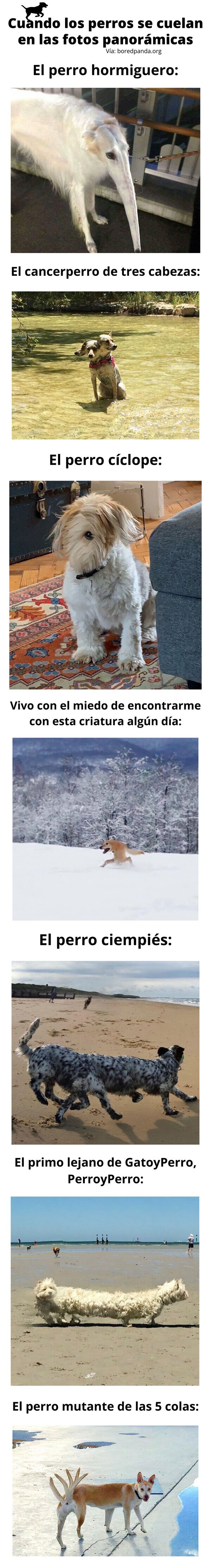 Meme_otros - Cuando los perros se cuelan en las fotos panorámicas