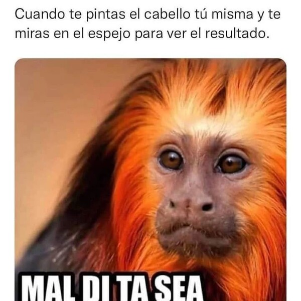 Meme_otros - ¿Por qué no pedí la ayuda de nadie?