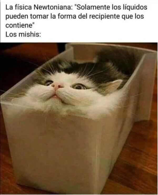 Otros - Los gatos desafían las leyes de la física