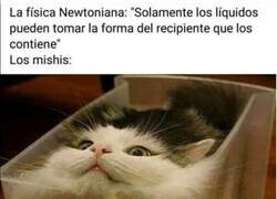 Enlace a Los gatos desafían las leyes de la física