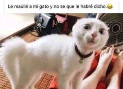 Enlace a ¡Me ha entendido!