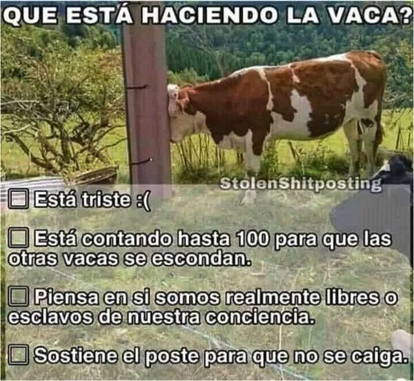 Meme_otros - La vaca y el poste