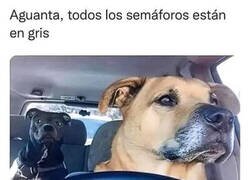 Enlace a Las aventuras del perro conductor