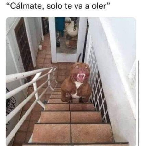 Meme_otros - Solo quiere jugar